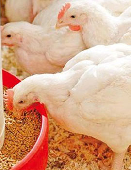 Poultry Feed for Broiler